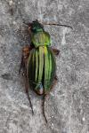 Carabus auratus