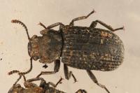 Bolitophagus reticulatus