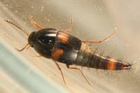 Sepedophilus bipustulatus