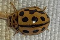 Tytthaspis sedecimpunctata