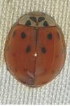 Harmonia axyridis