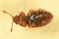 Kateretes pedicularius