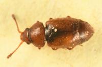 Kateretes pedicularius