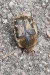 Tropinota hirta