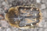 Tropinota hirta