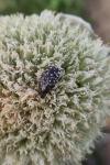 Oxythyrea funesta