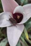 Oxythyrea funesta