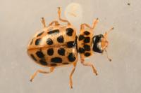 Anisosticta novemdecimpunctata