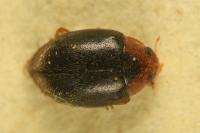 Scymnus haemorrhoidalis