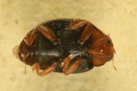 Scymnus haemorrhoidalis