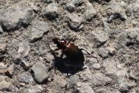 Poecilus