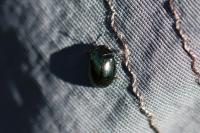 Plagiodera versicolora