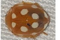 Vibidia duodecimguttata