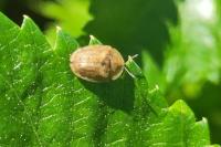 Cassida nebulosa