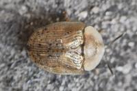 Cassida nebulosa