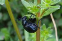 Timarcha goettingensis