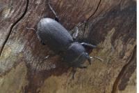 Dorcus parallelipipedus