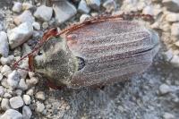 Melolontha melolontha