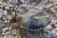Melolontha melolontha
