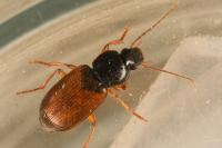 Parophonus mendax