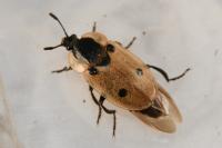 Dendroxena quadrimaculata