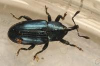 Aulacobaris coerulescens