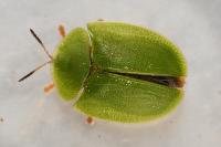 Cassida viridis