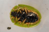 Cassida viridis