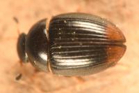 Cercyon ustulatus