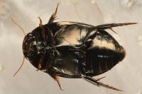 Agabus didymus