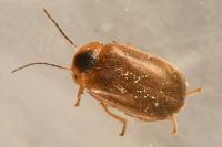 Microcara testacea