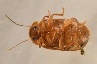 Microcara testacea