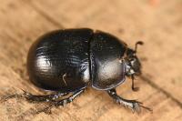 Anoplotrupes stercorosus