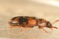 Mycetophagus piceus