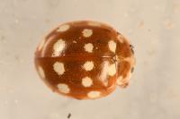 Calvia quatuordecimguttata