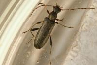 Grammoptera ruficornis