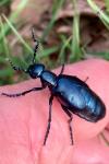 Meloe violaceus