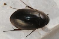 Hydrochara caraboides