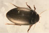 Agabus bipustulatus