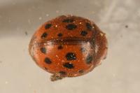 Subcoccinella vigintiquatuorpunctata