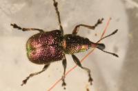 Rhynchites auratus