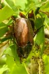 Melolontha melolontha