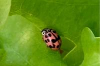 Oenopia conglobata