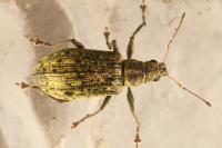 Polydrusus cervinus