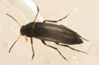 Anaspis frontalis