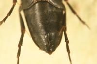 Anaspis frontalis