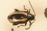 Phyllotreta undulata