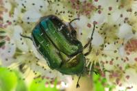 Cetonia aurata