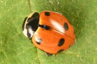 Ceratomegilla undecimnotata