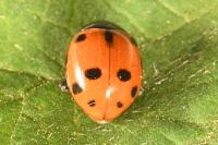 Ceratomegilla undecimnotata